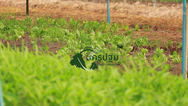 แนะนำตราสัญลักษณ์นครปฐมพืชผักปลอดภัย ดีต่อใจดีต่อสุขภาพ